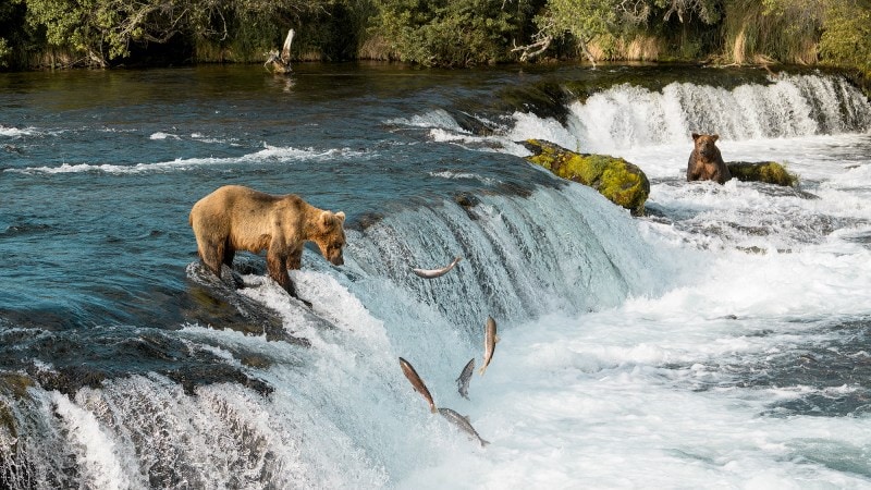 One of the oldest – and most beloved – bears at Katmai National Park  finally returns to Brooks Falls - Alaska Public Media