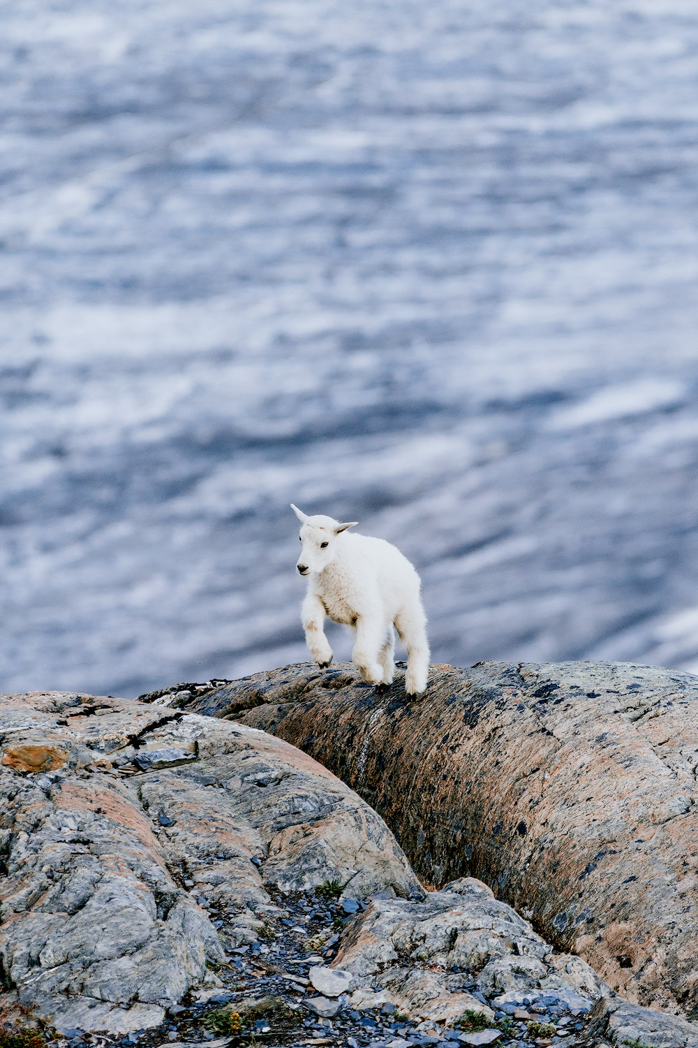 5 Epic Alaska Hiking and Backpacking Adventures Harding Icefield Kenai Fjords National Park Renee Roaming 4