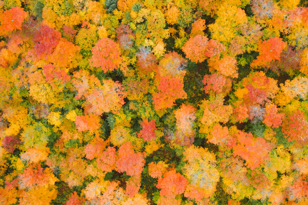 New England Fall Road Trip Ultimate Itinerary Renee Roaming Bear Notch Road White Mountains New Hampshire