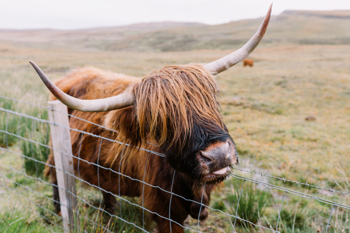 Epic Isle of Skye Photography Locations Renee Roaming Scotland Highland Cow