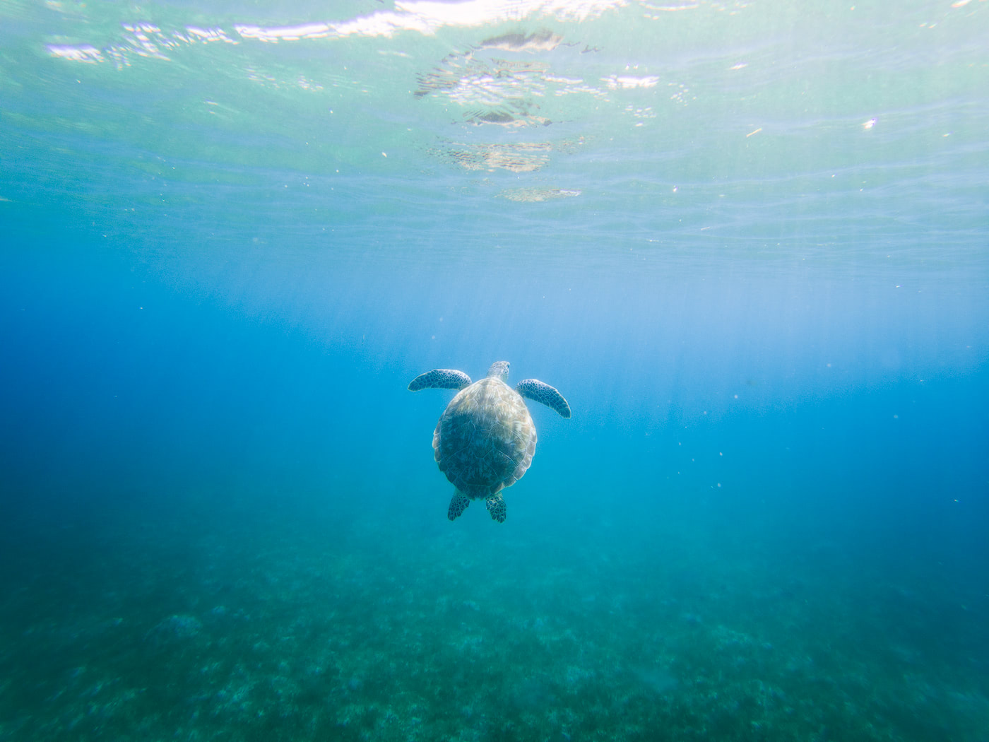 5 Best Things To Do On Oahu Renee Roaming Snorkel Turtle