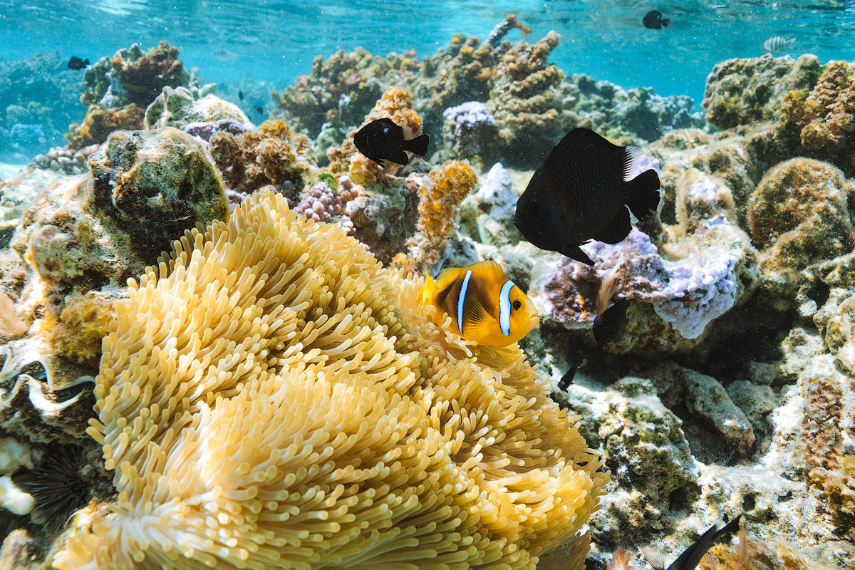 snorkeling tour of Le Taha'a Island Resort