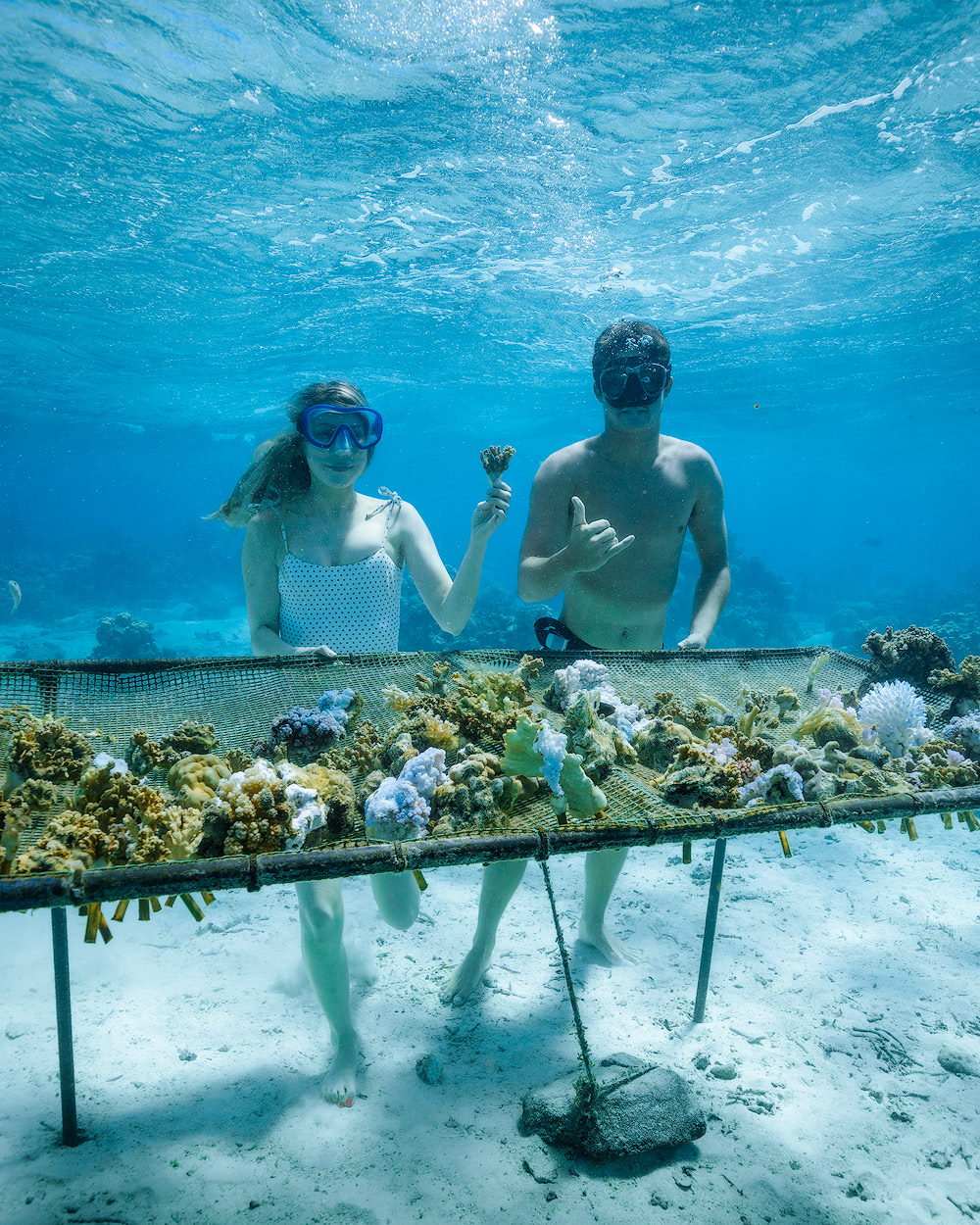 The Islands of Tahiti Moorea Coral Gardeners 1