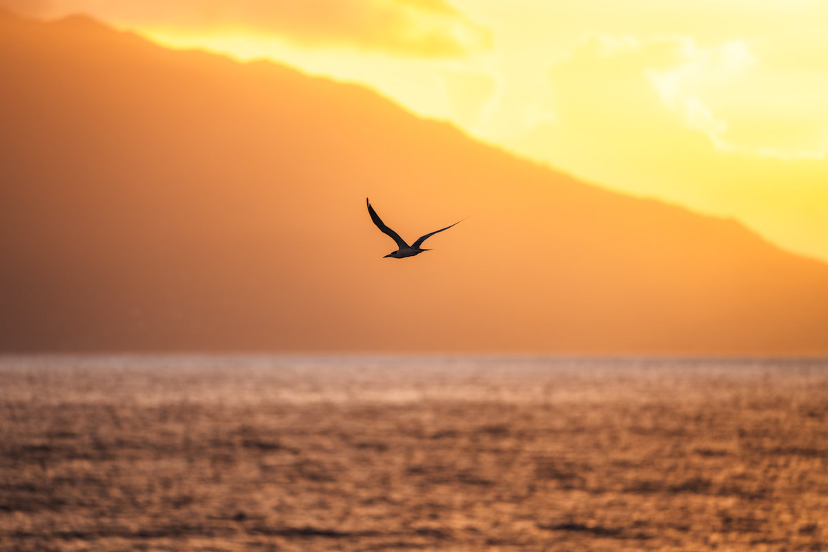 Moorea Ferry sunset