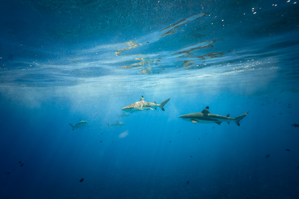 The Ultimate Romantic Couples Getaway to Bora Bora French Polynesia Sharks