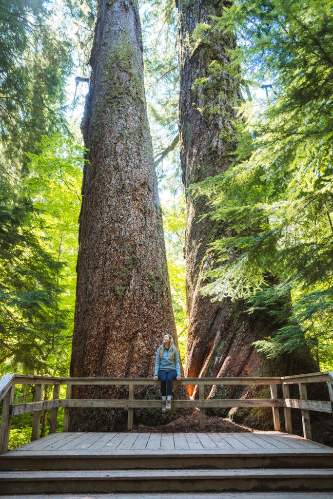 Mount Rainier National Park Guide - Everything You Need to Know - Renee Roaming - Grove of the Patriarchs