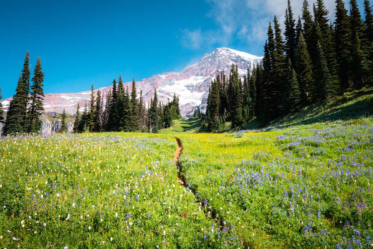 Paradise Park Hike - Hiking in Portland, Oregon and Washington