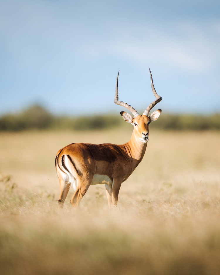 Experiencing an Incredible Luxury Safari at Solio Lodge Kenya Antelope