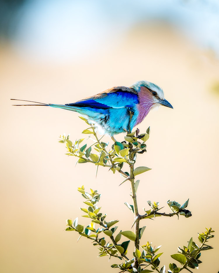 Experiencing an Incredible Luxury Safari at Solio Lodge Kenya Lilac Breasted Roller