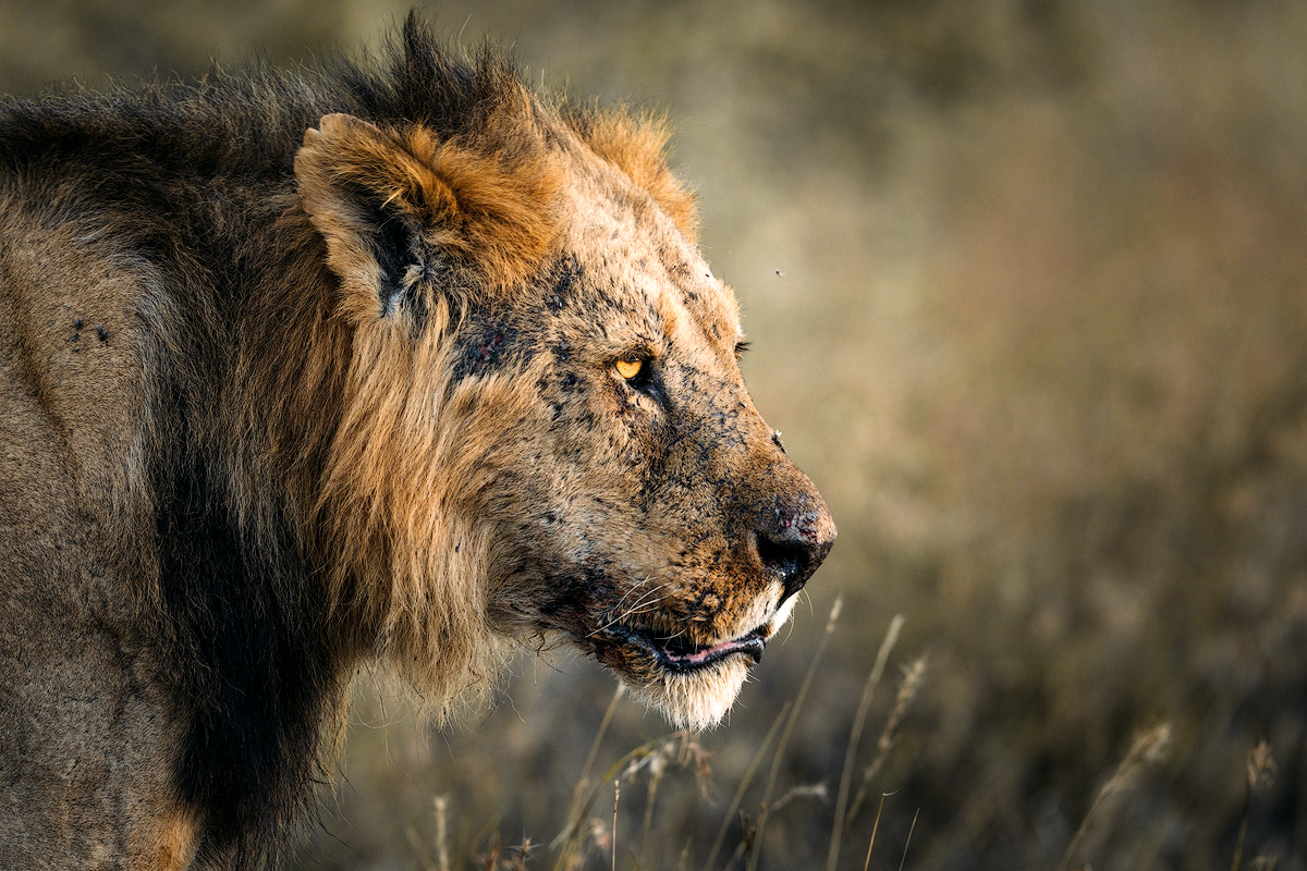 Kenya Male Lion