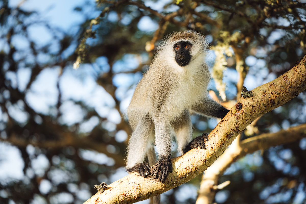 Kenya Monkey