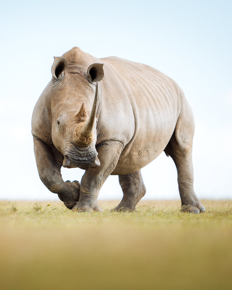 Experiencing an Incredible Luxury Safari at Solio Lodge Kenya Southern White Rhino