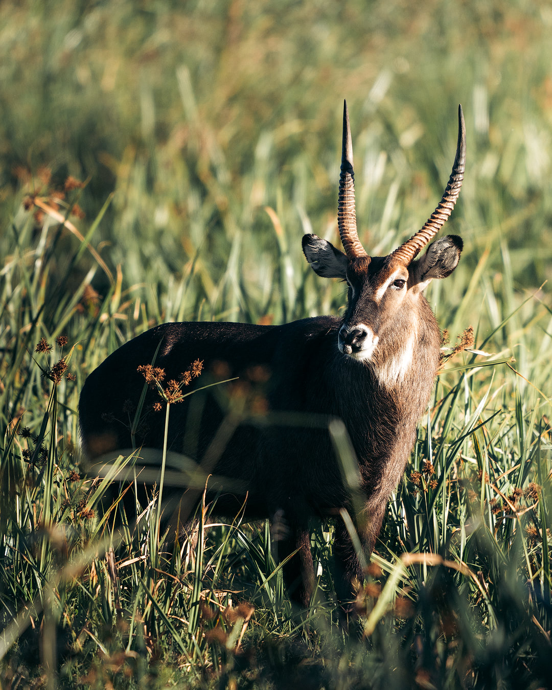 Experiencing an Incredible Luxury Safari at Solio Lodge Kenya Waterbuck