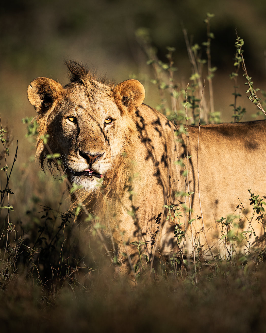 Experiencing an Incredible Luxury Safari at Solio Lodge Kenya Young Male Lion
