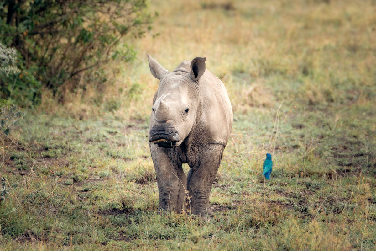 Ultimate Safari Adventure at Ol Pejeta Conservancy Kenya Baby Rhino