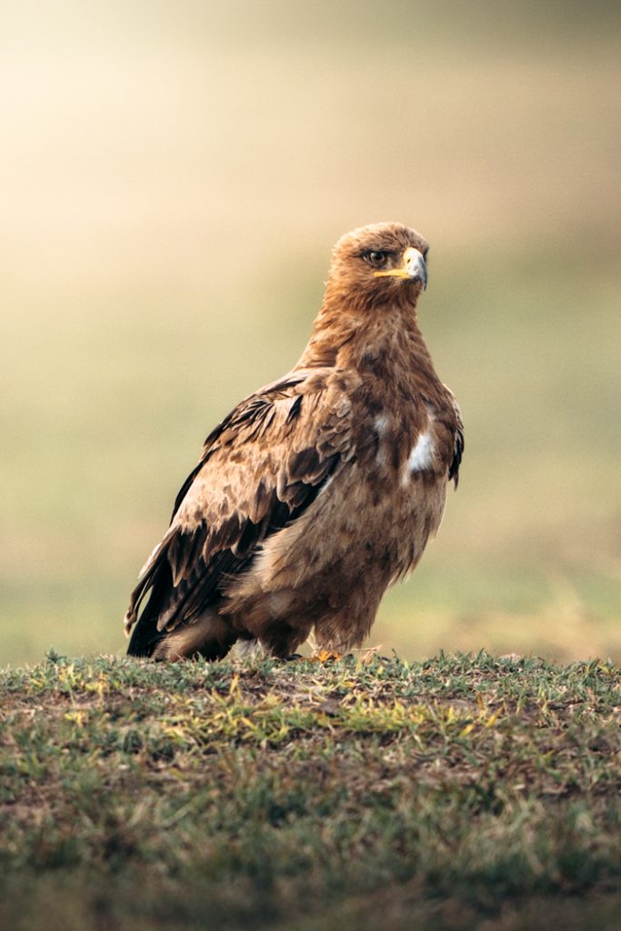 Kenya Birding Tour