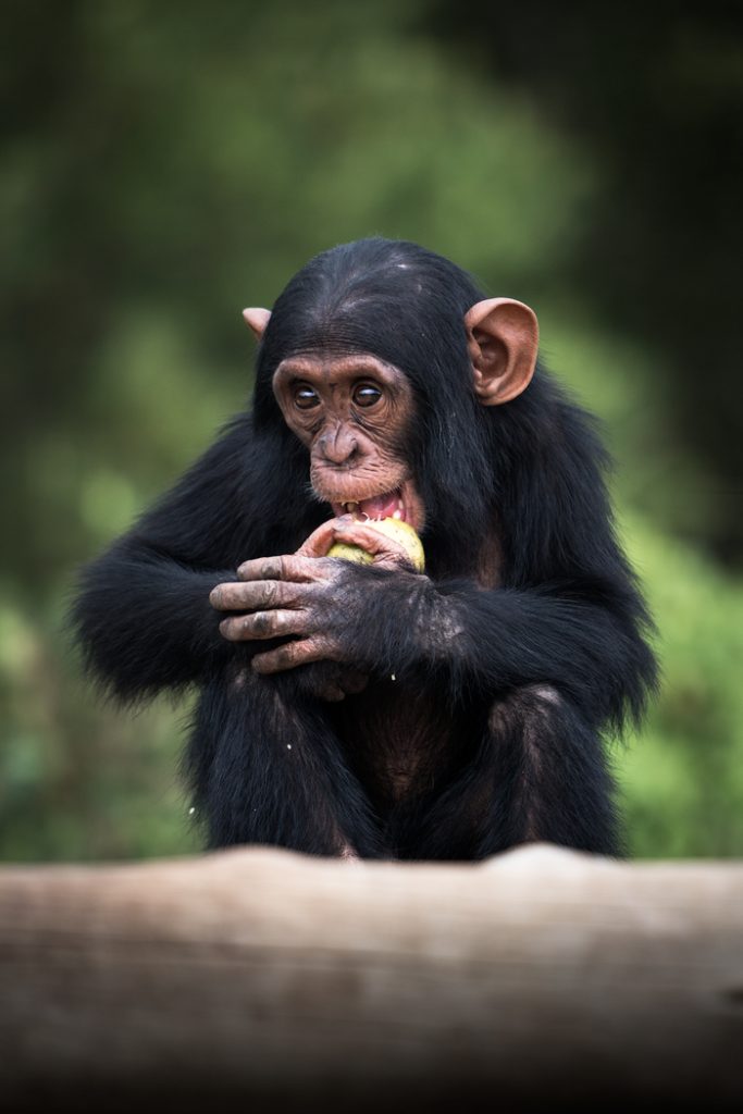 Ultimate Safari Adventure at Ol Pejeta Conservancy Kenya Chimpanzee Baby 2