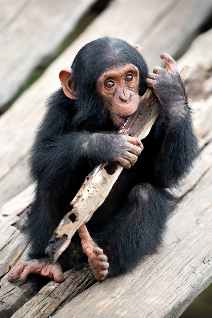 Ultimate Safari Adventure at Ol Pejeta Conservancy Kenya Chimpanzee Baby 3