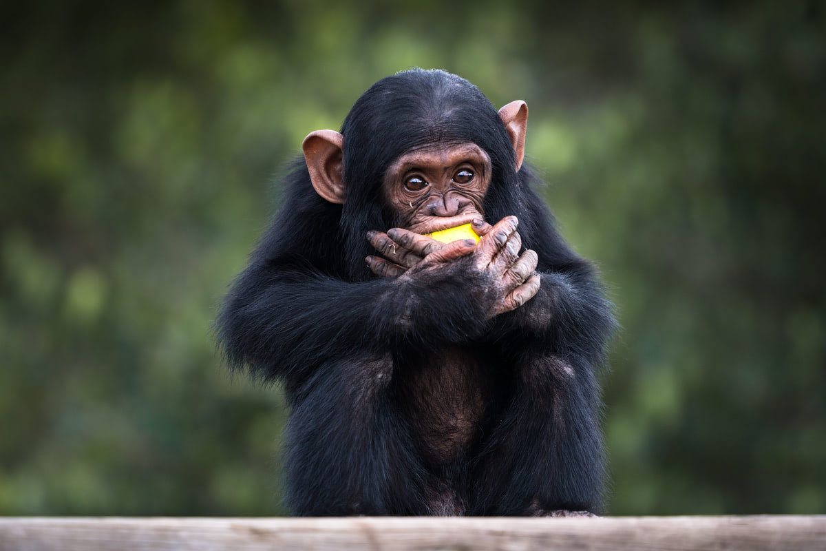 Ultimate Safari Adventure at Ol Pejeta Conservancy Kenya Chimpanzee Baby