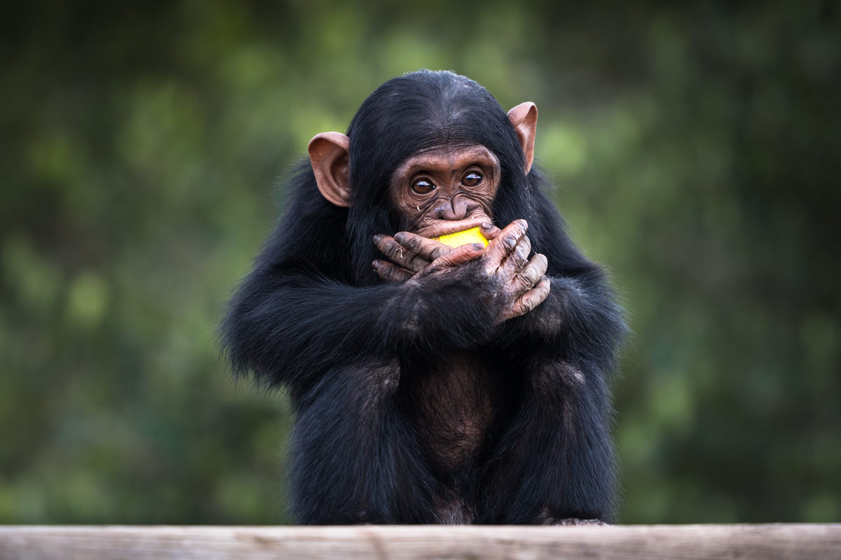 Ol Pejeta Conservancy Kenya Chimpanzee Baby Ultimate Safari Adventure at Ol Pejeta Conservancy Kenya Chimpanzee Baby