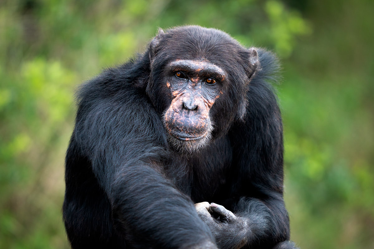 Ultimate Safari Adventure at Ol Pejeta Conservancy Kenya Chimpanzee