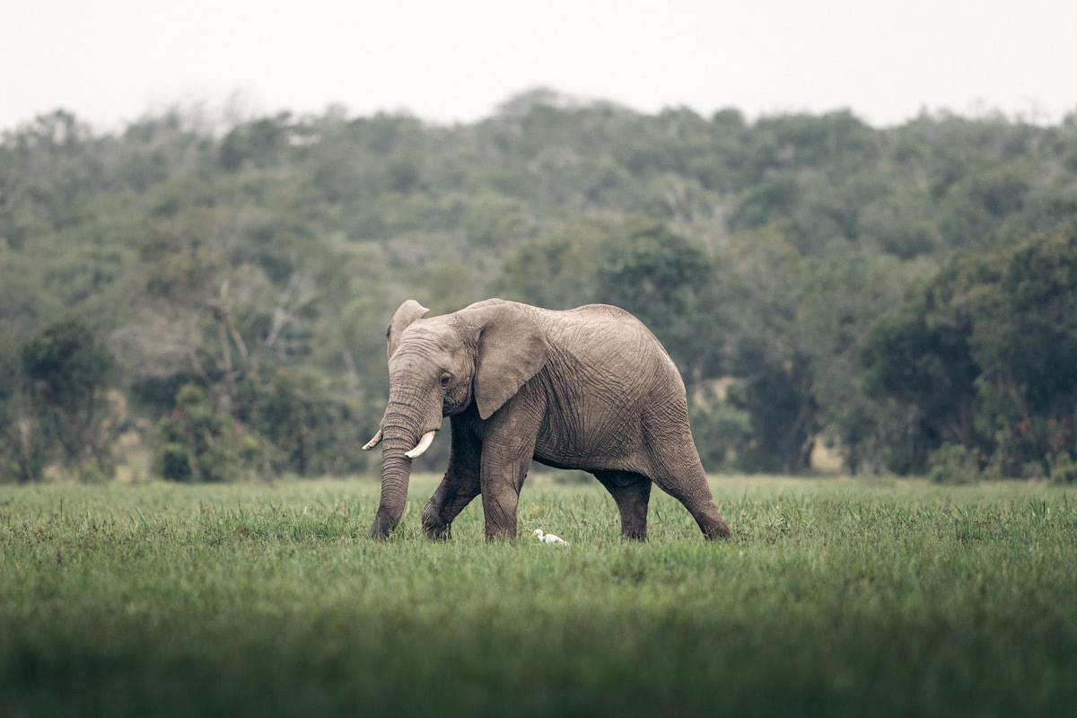 Kenya Elephant