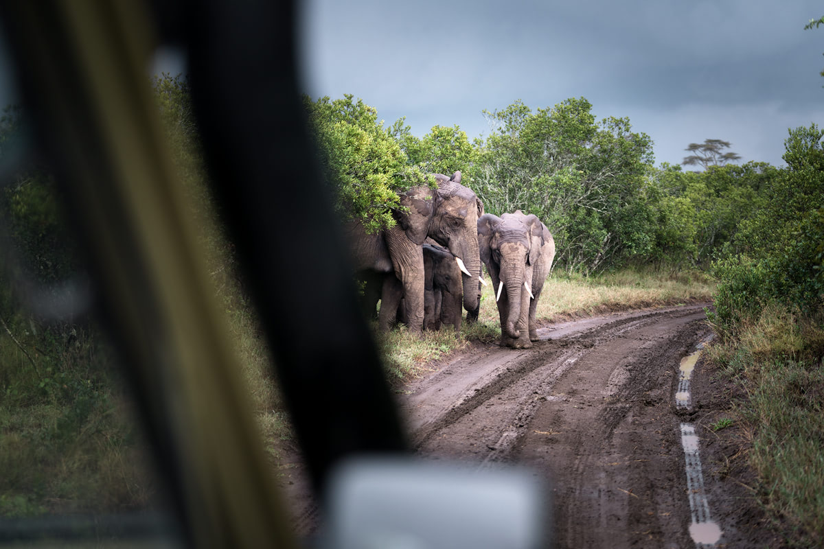 Ultimate Safari Adventure at Ol Pejeta Conservancy Kenya Elephants and baby