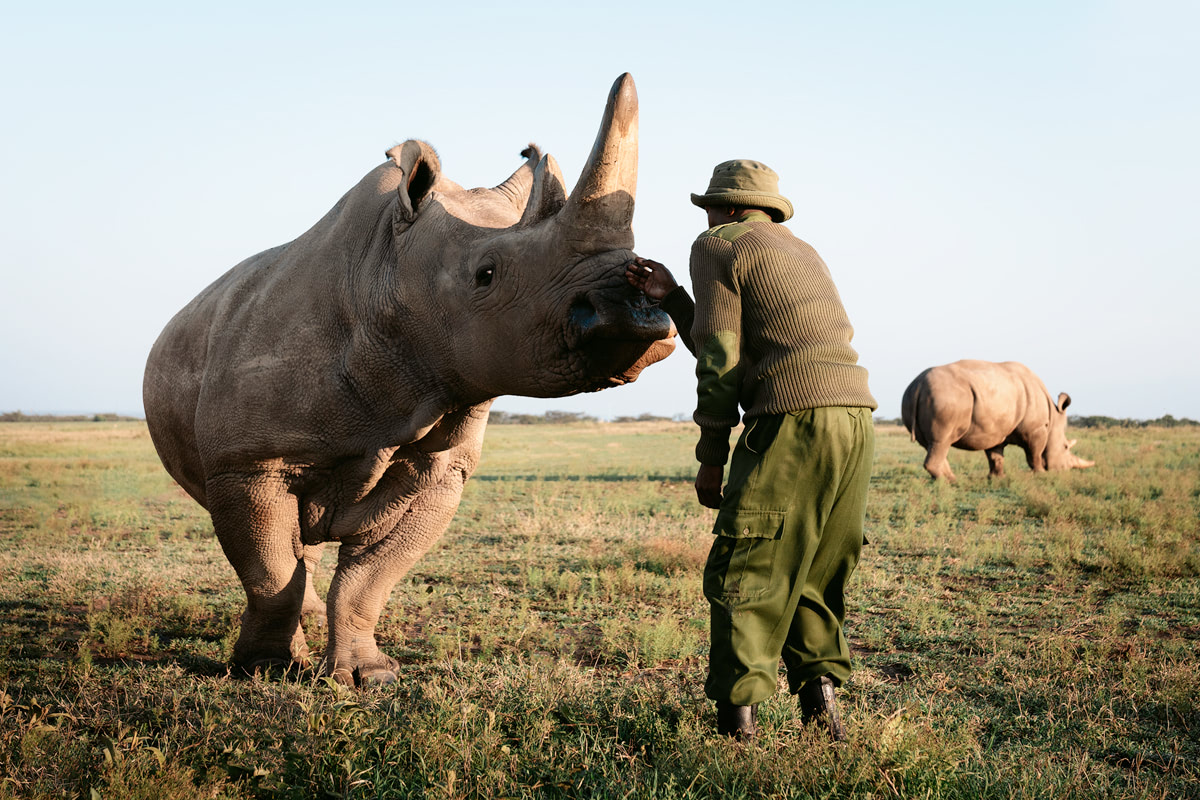 Kenya Horse Northern White Rhino Enclosure