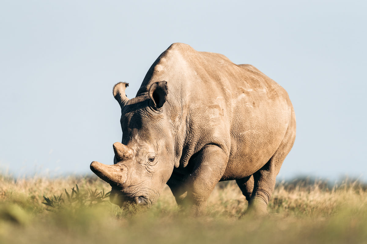 Ultimate Safari Adventure at Ol Pejeta Conservancy Kenya Horse Northern White Rhino