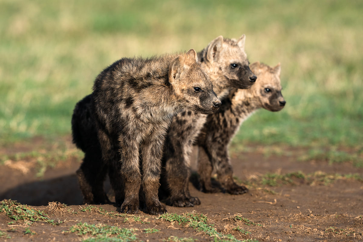 Ultimate Safari Adventure at Ol Pejeta Conservancy Kenya Hyenas