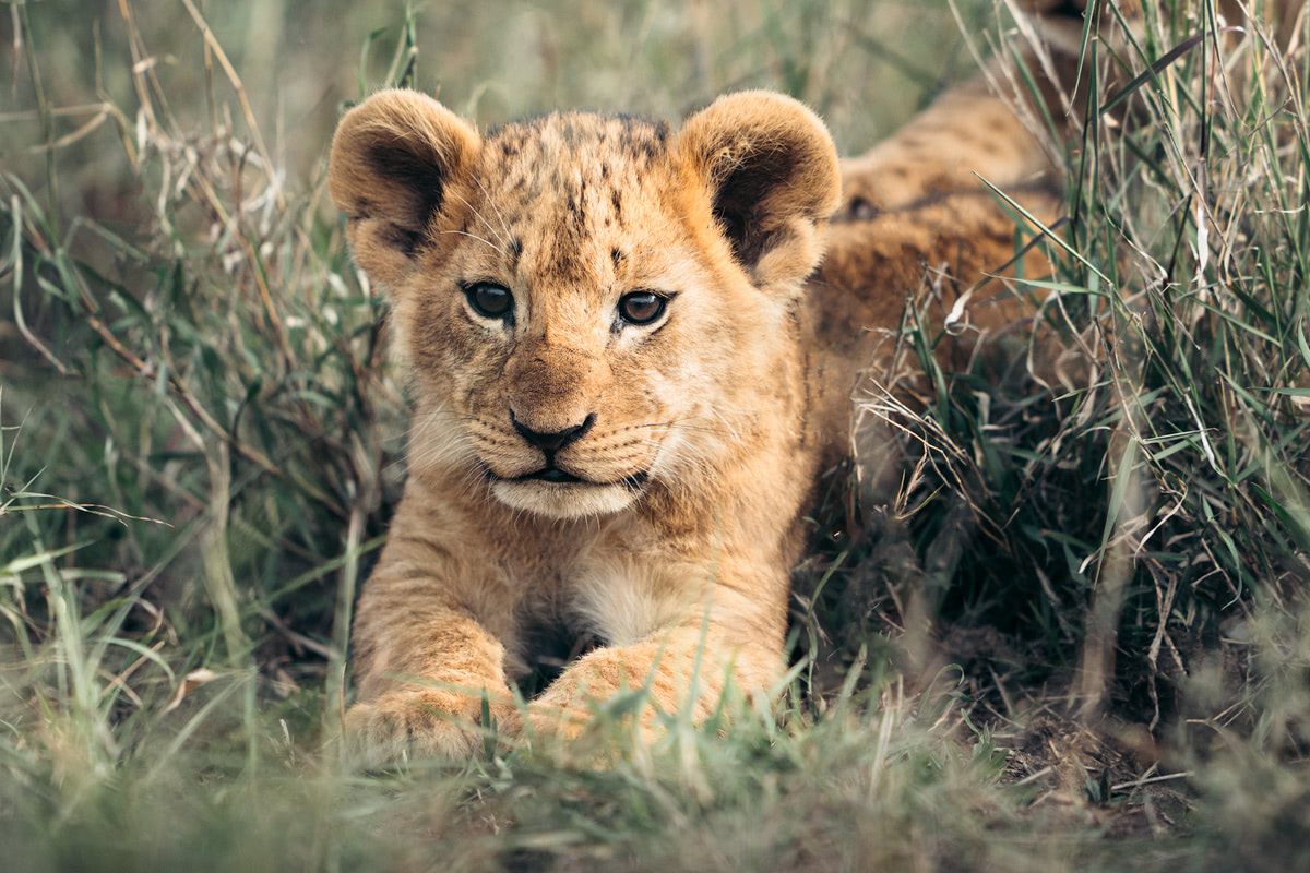 Ultimate Safari Adventure at Ol Pejeta Conservancy Kenya Lion Cub