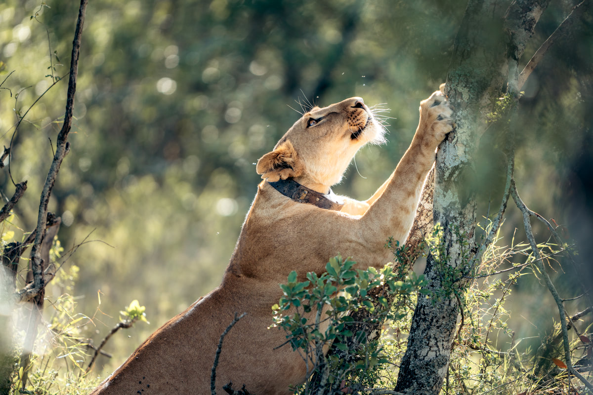 Kenya Lion Tree