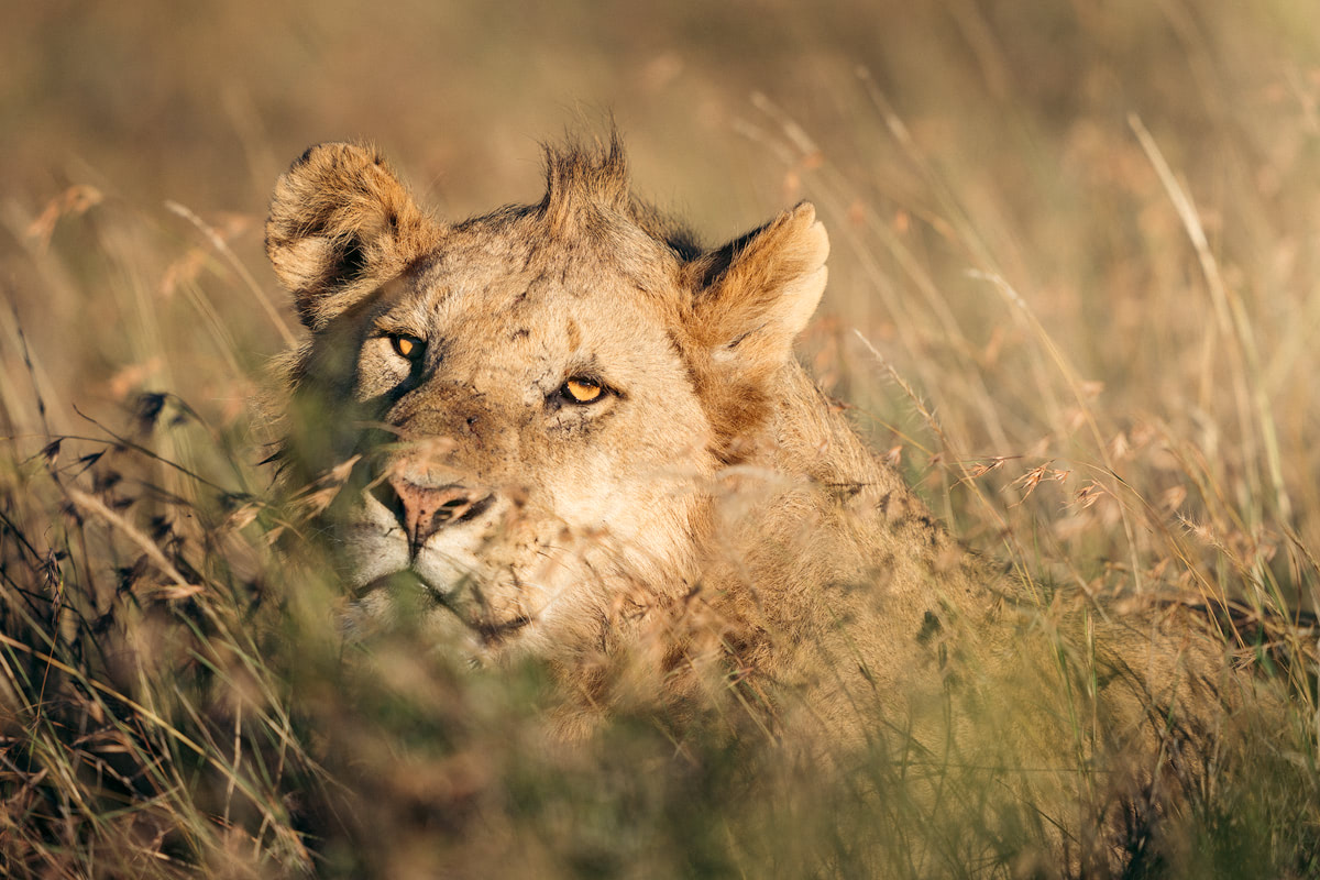 Kenya Lion in Grass