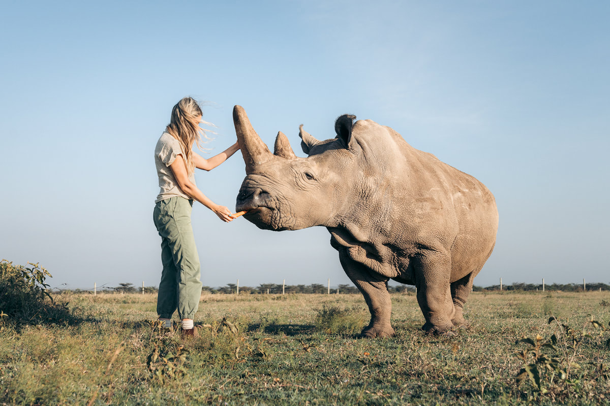 Ultimate Safari Adventure at Ol Pejeta Conservancy Kenya Northern White Rhino Enclosure Feeding