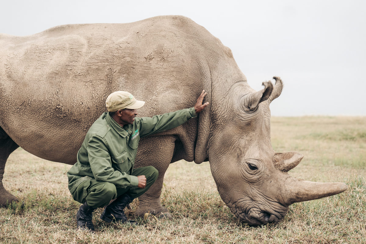 Ultimate Safari Adventure at Ol Pejeta Conservancy Kenya Northern White Rhino Enclosure Ranger