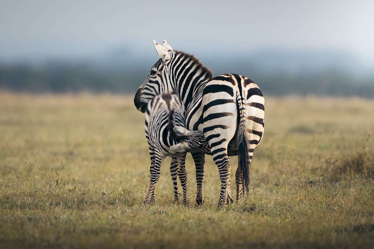 Ultimate Safari Adventure at Ol Pejeta Conservancy Kenya Zebras