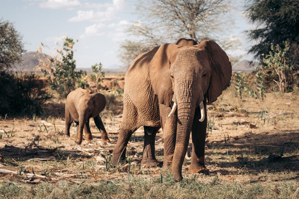 A Magical Stay at Ashnil Samburu Camp, Kenya - Elephants