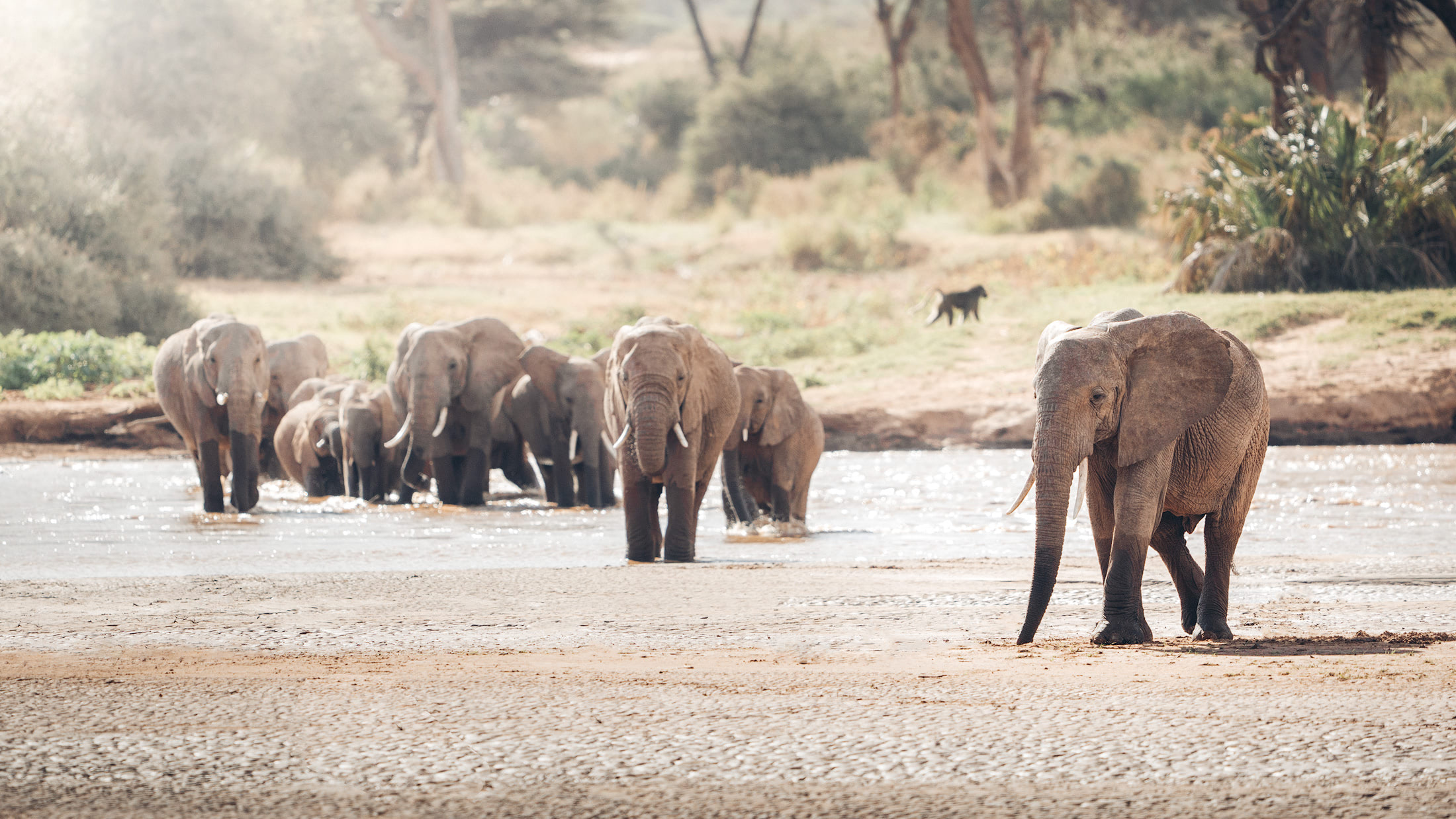 A Magical Stay at Ashnil Samburu Camp, Kenya