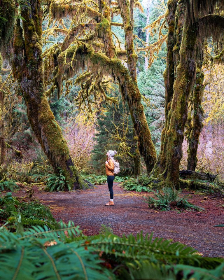 Beginner Hikes in Washington: 18 Incredible Spots - Beginner FrienDly Hikes In Washington State Hoh Rainforest Hall Of Mosses Trail 768x960