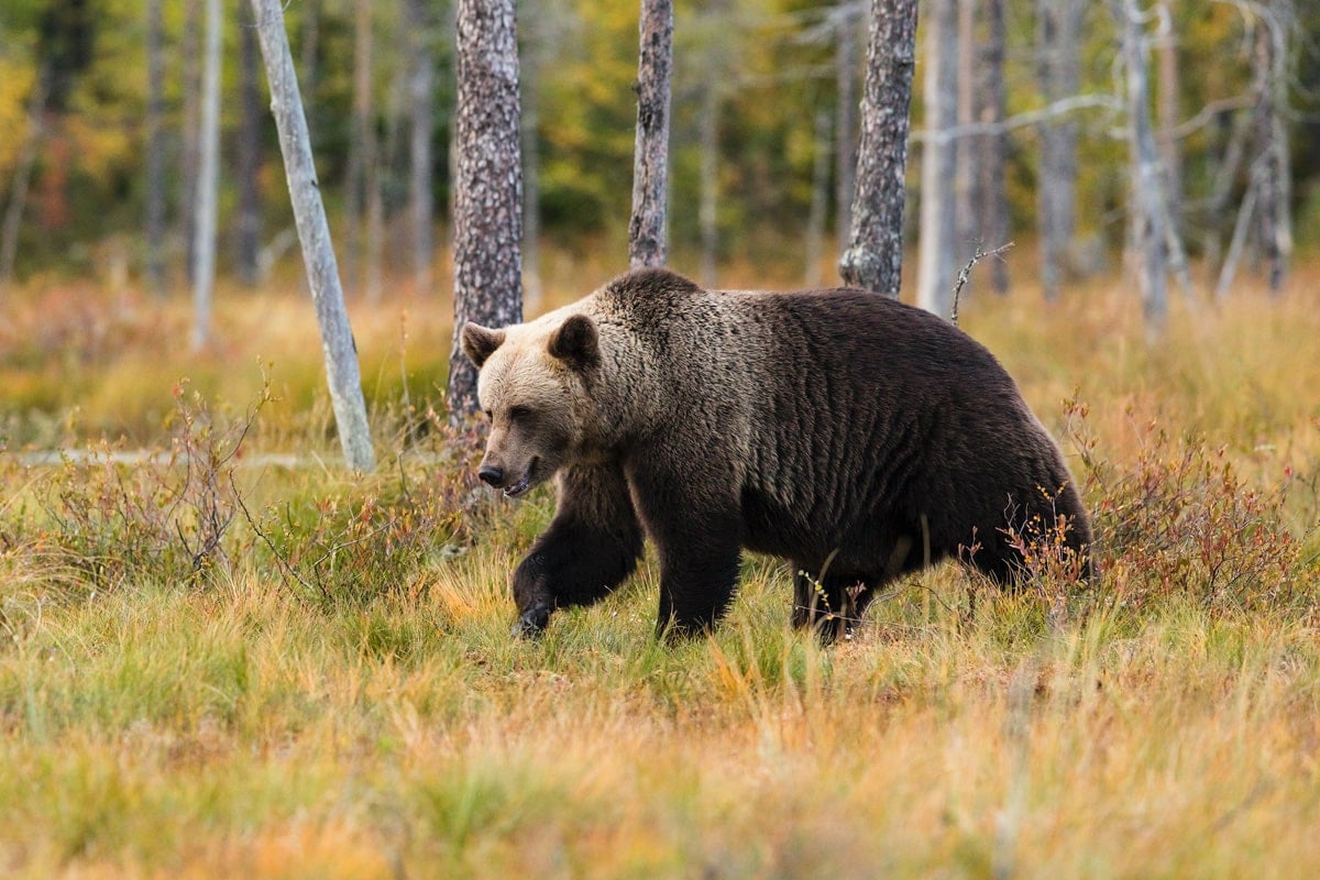 Must Know Bear Safety When Hiking and Camping