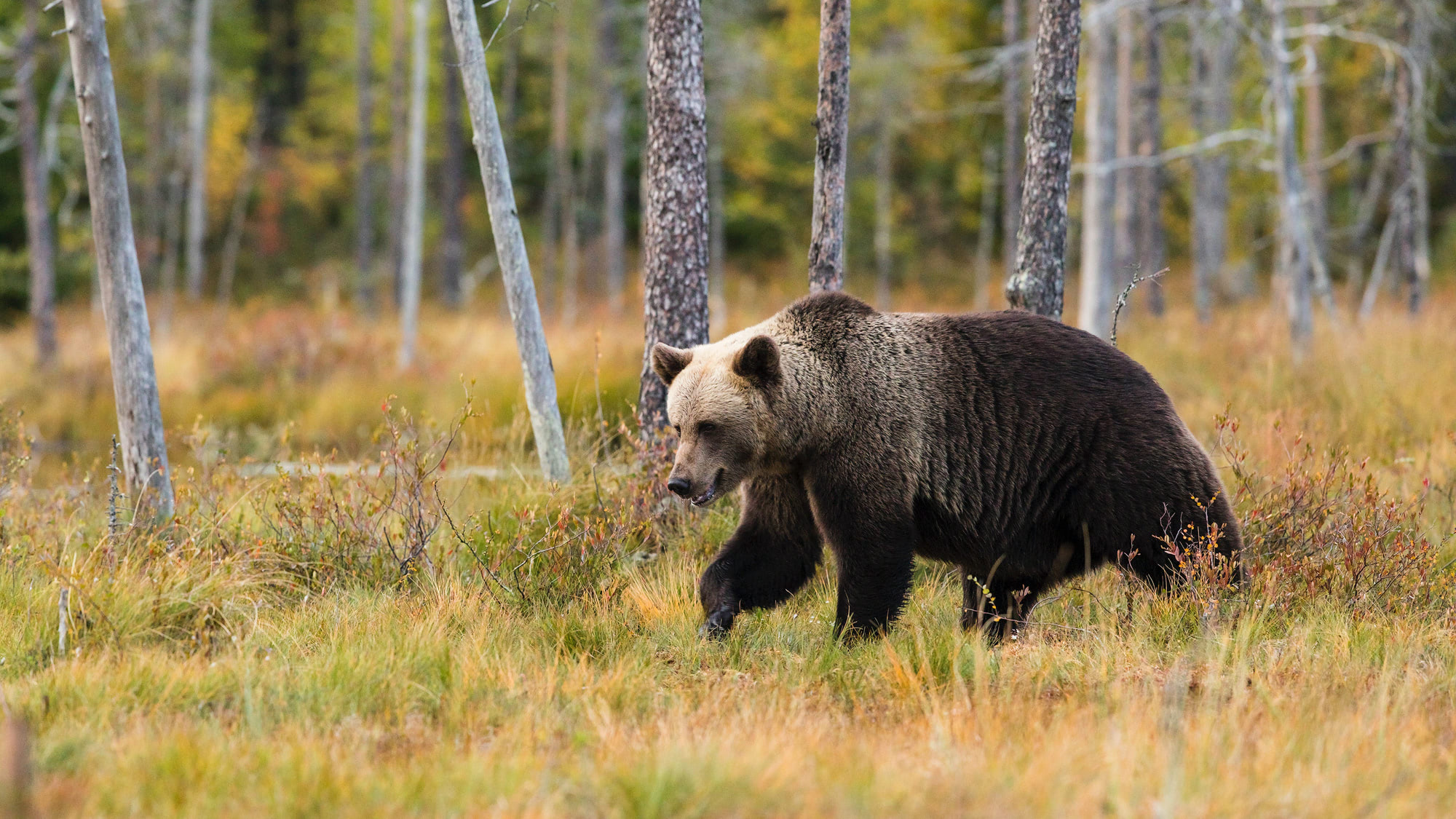 Bear Safety when Hiking and Camping -