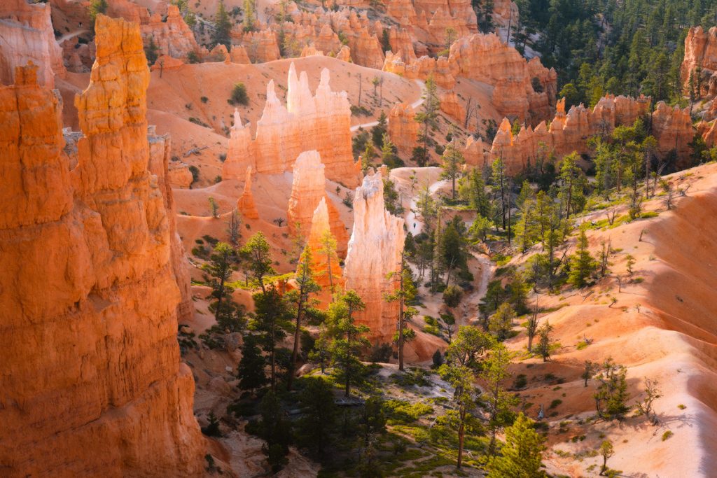 Bryce Canyon Trail Runner