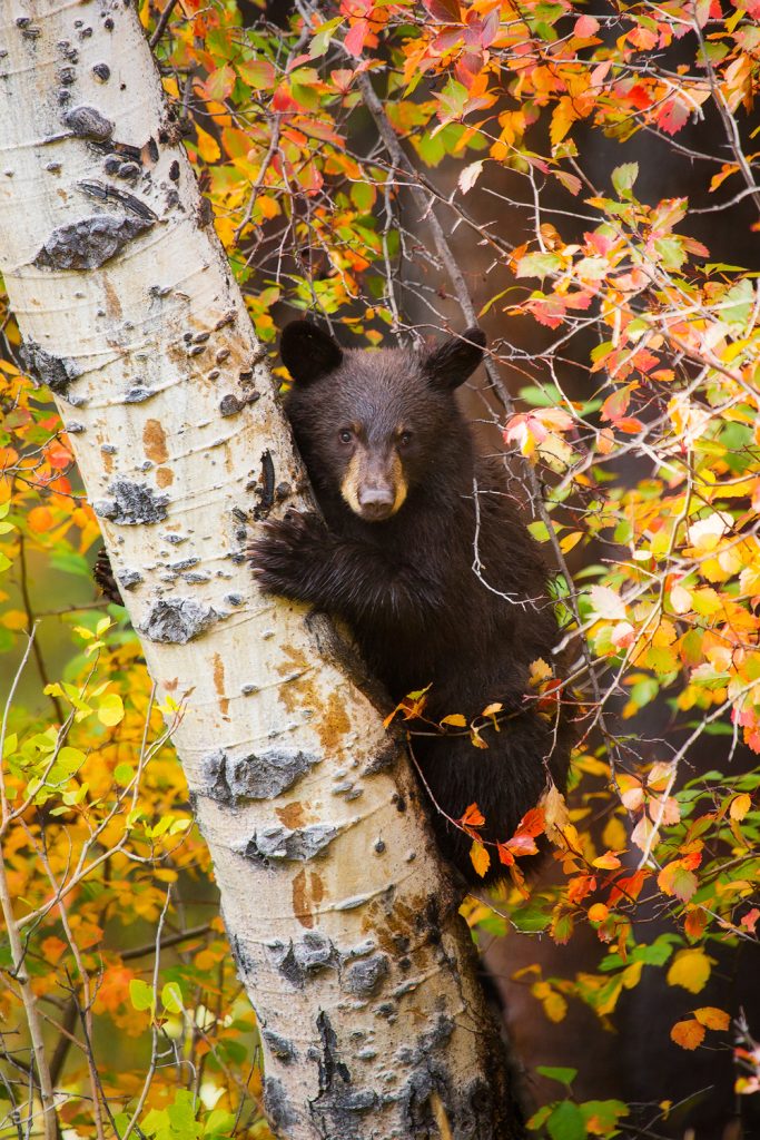 Grand Teton National Park Bear Cub