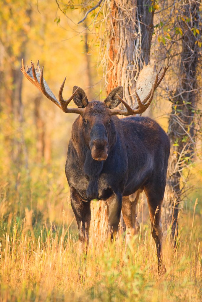 Grand Teton National Park Moose
