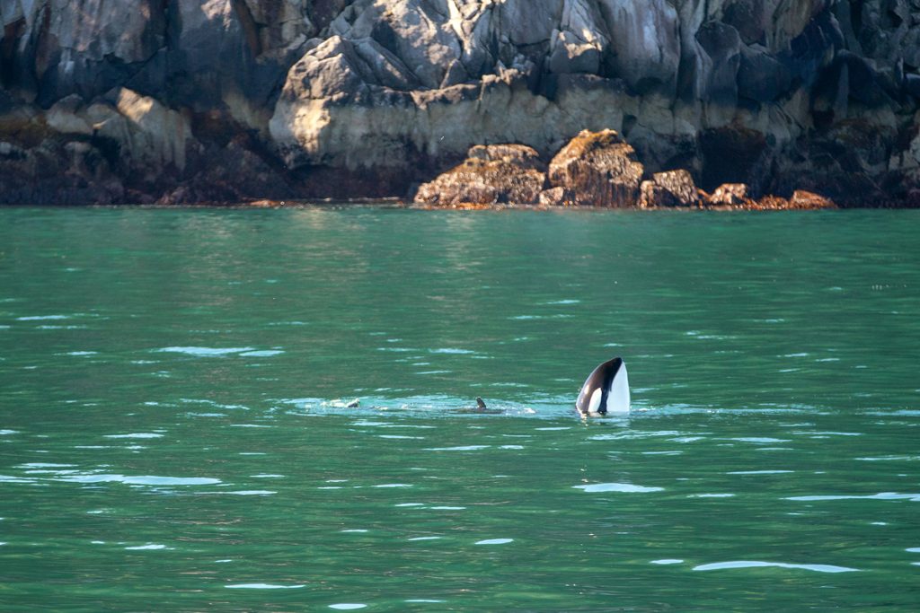 Orca