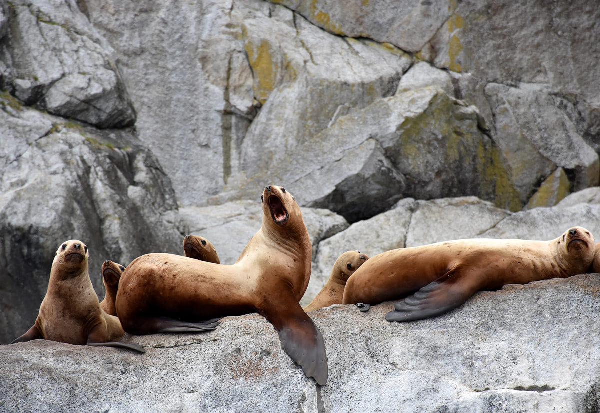the-ultimate-guide-to-exploring-kenai-fjords-national-park