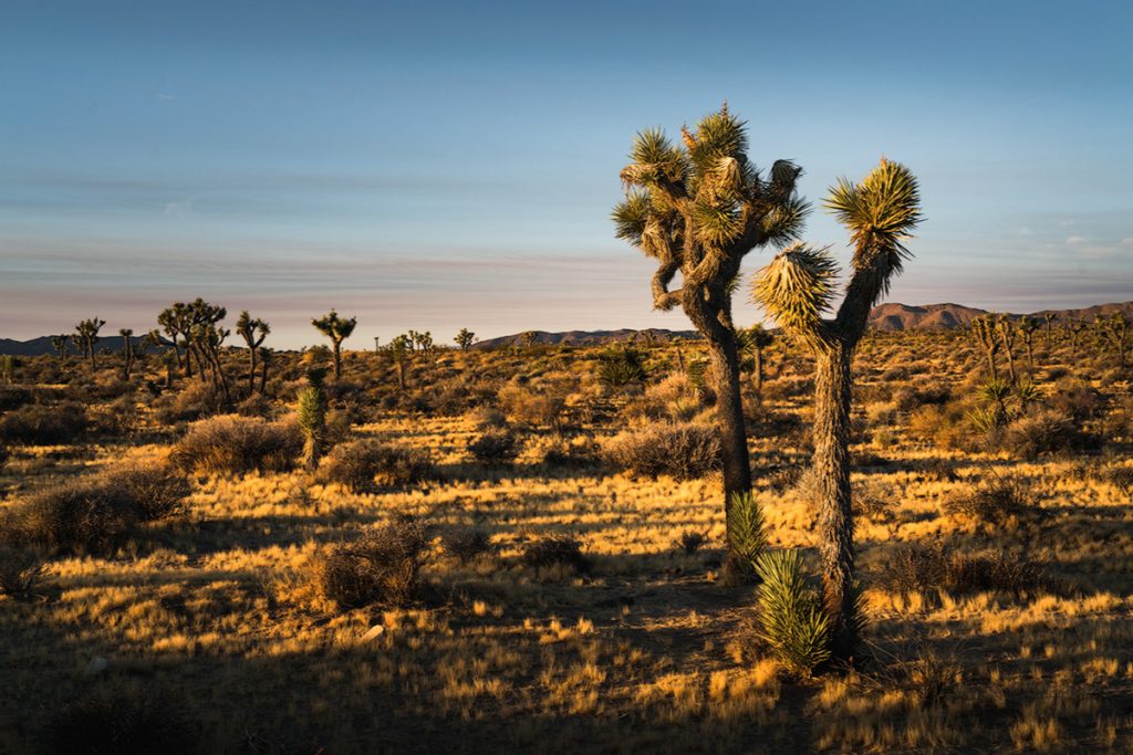 Best National Parks to Visit in Spring - Joshua Tree National Park In Spring