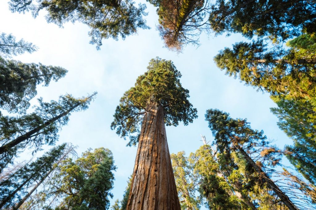 Kings Canyon National Park Grant Grove Best National Parks to Visit in Summer - Kings Canyon National Park Grant Grove
