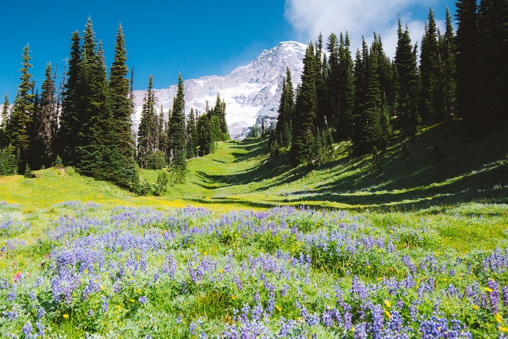 Mount Rainier National Park Wildflower Meadow Best National Parks to Visit in Summer - Mount Rainier National Park Wildflower Meadow
