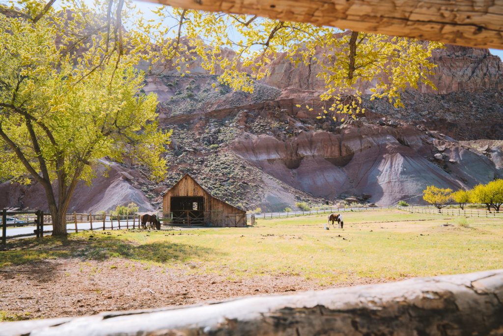 Capitol Reef National Park Ultimate Utah National Parks Road Trip Itinerary - Capitol Reef National Park